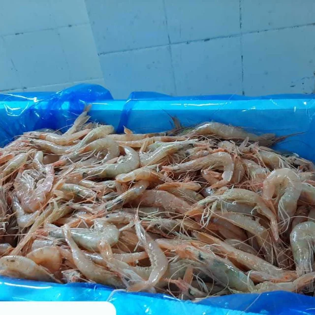 Dried Shrimp High Quality Seafood Made in Norway 100% Fresh Shrimp Top Selling