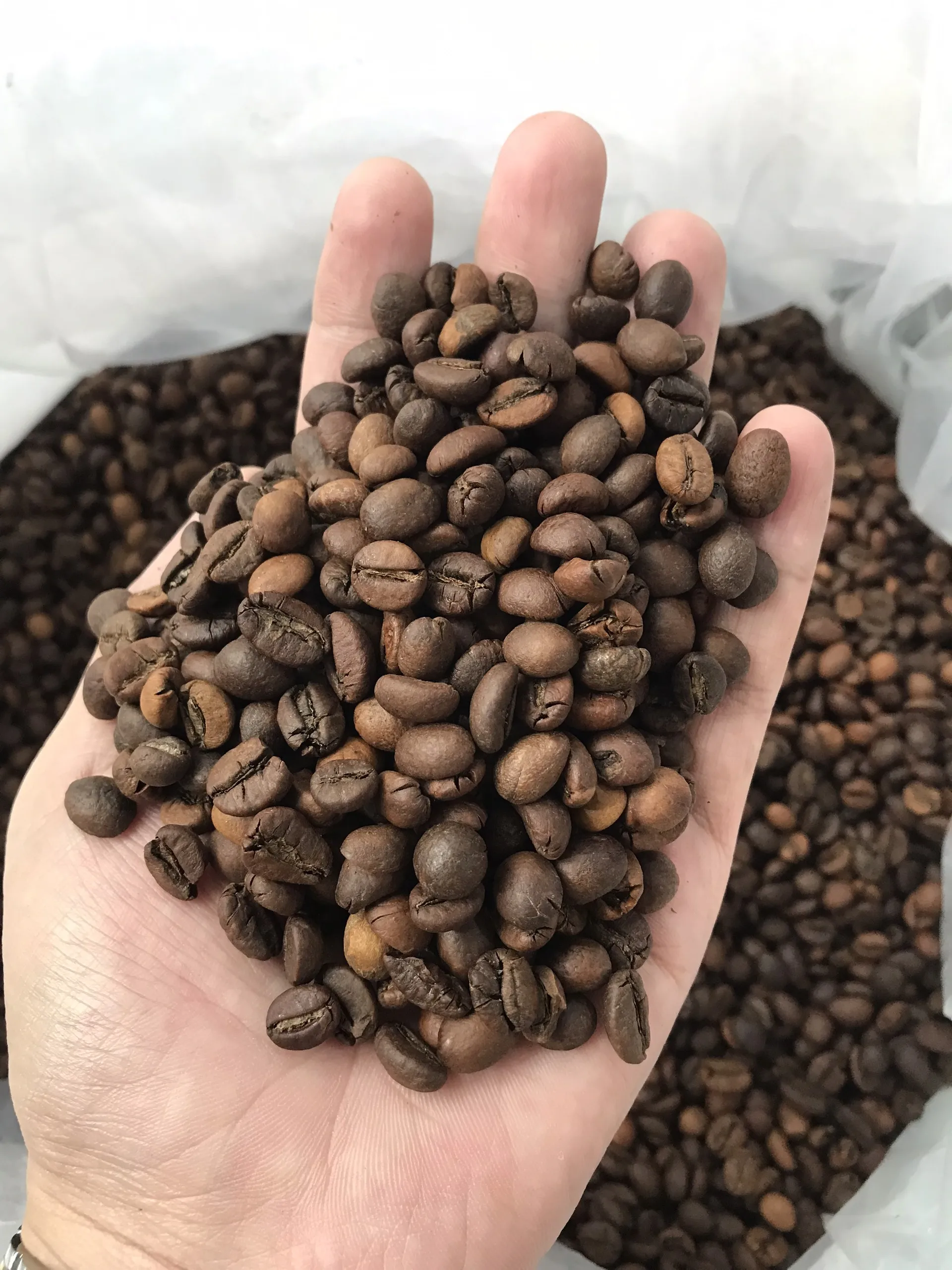 Cheap Classic Arabica coffee Single Origin Roasted Coffee Bean Wholesale Coffee Supplier (free sample) whatsapp +84326055616