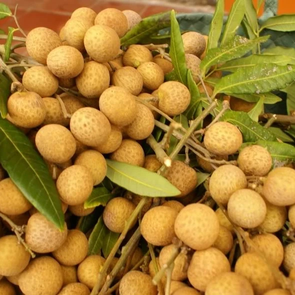 Longan Labels Wholesale Price No Seeds Original Factory