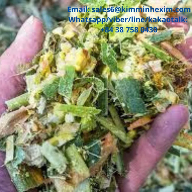 CORN SILAGE/ MAIZE SILAGE hight quality for animal feed in VIETNAM Good Price