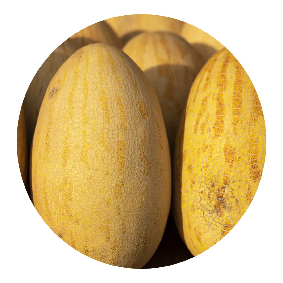 Fresh melon ripe and delicious from the manufacturer wholesale low price