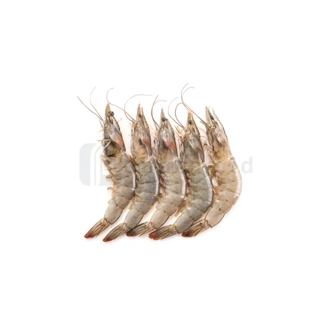 For Sale Premium Quality Fresh Black Tiger Shrimp Indonesia Head On Shell On
