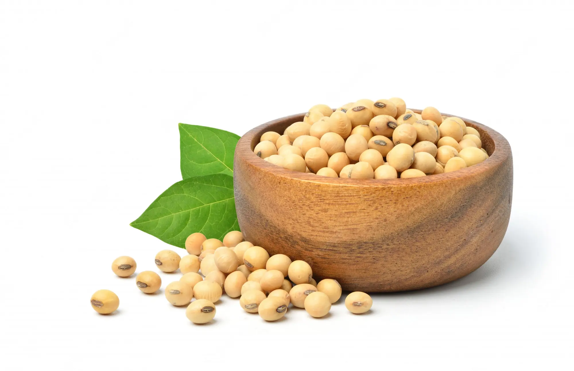 Quality Soybean Seed at Wholesale Price