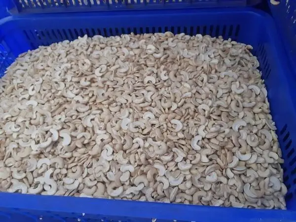 cashew milk and bakery Best Option Newest crop 2022 high quality broken cashew kernels LP, WS
