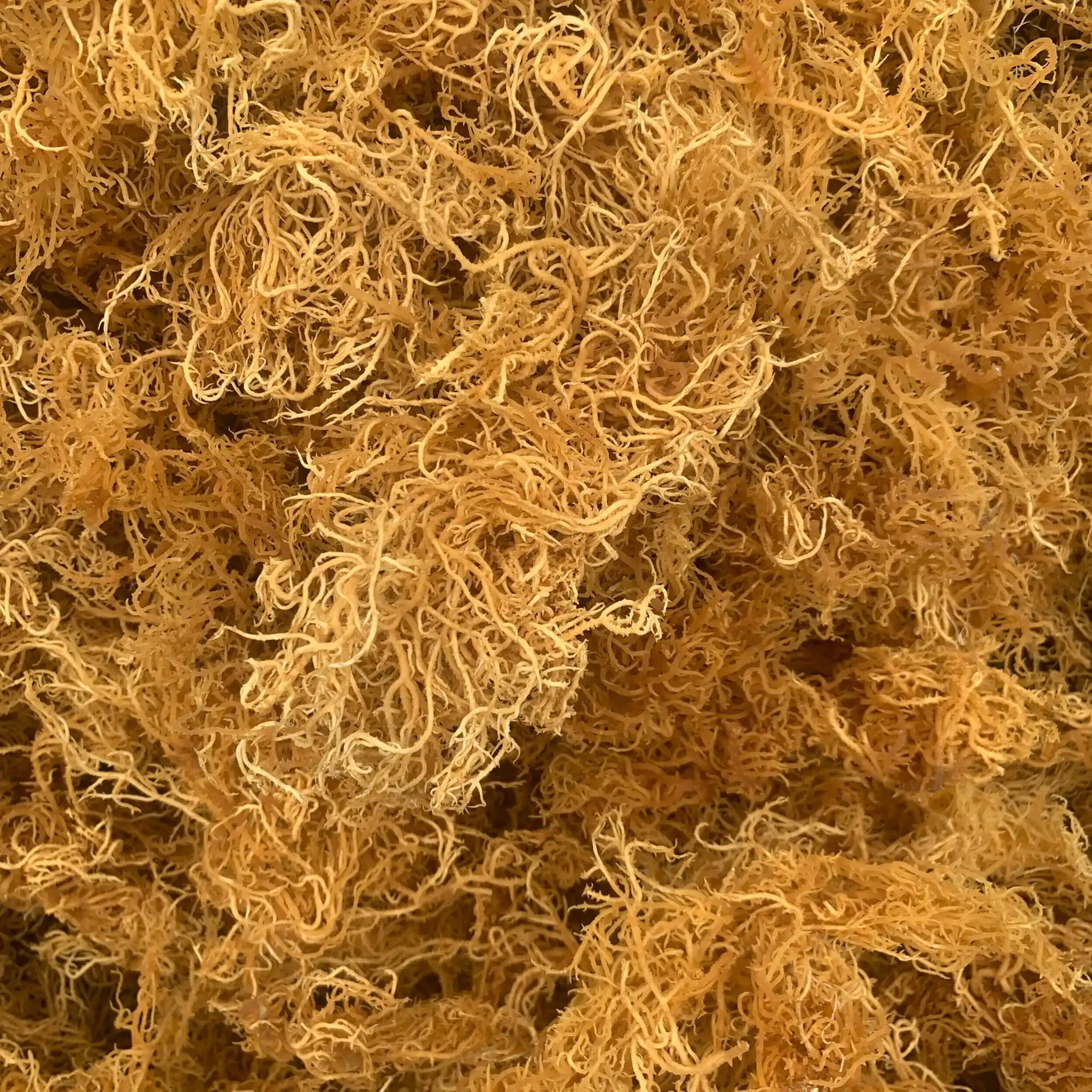 MANUFACTURER GOLD SEA  MOSS/100% Natural Wild crafted Irish Sea moss origin Ninh Thuan, Vietnam