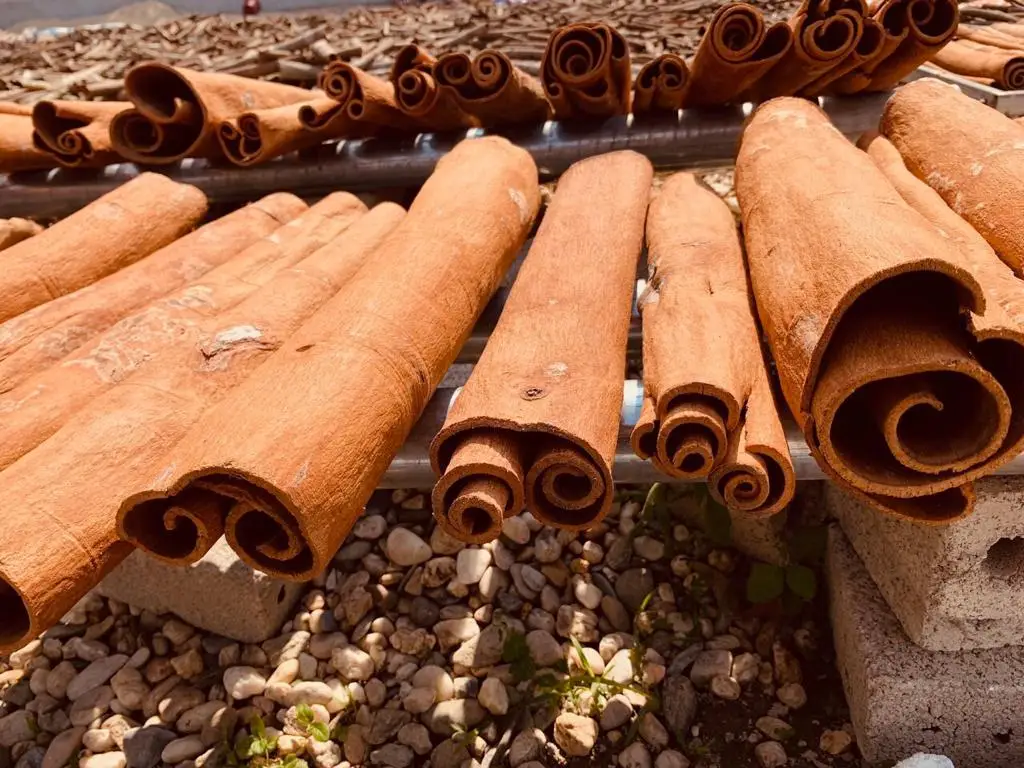 All types of Viet Nam CINNAMON STICK / CASSIA POWDER/ SPLIT CASSIA CINNAMON