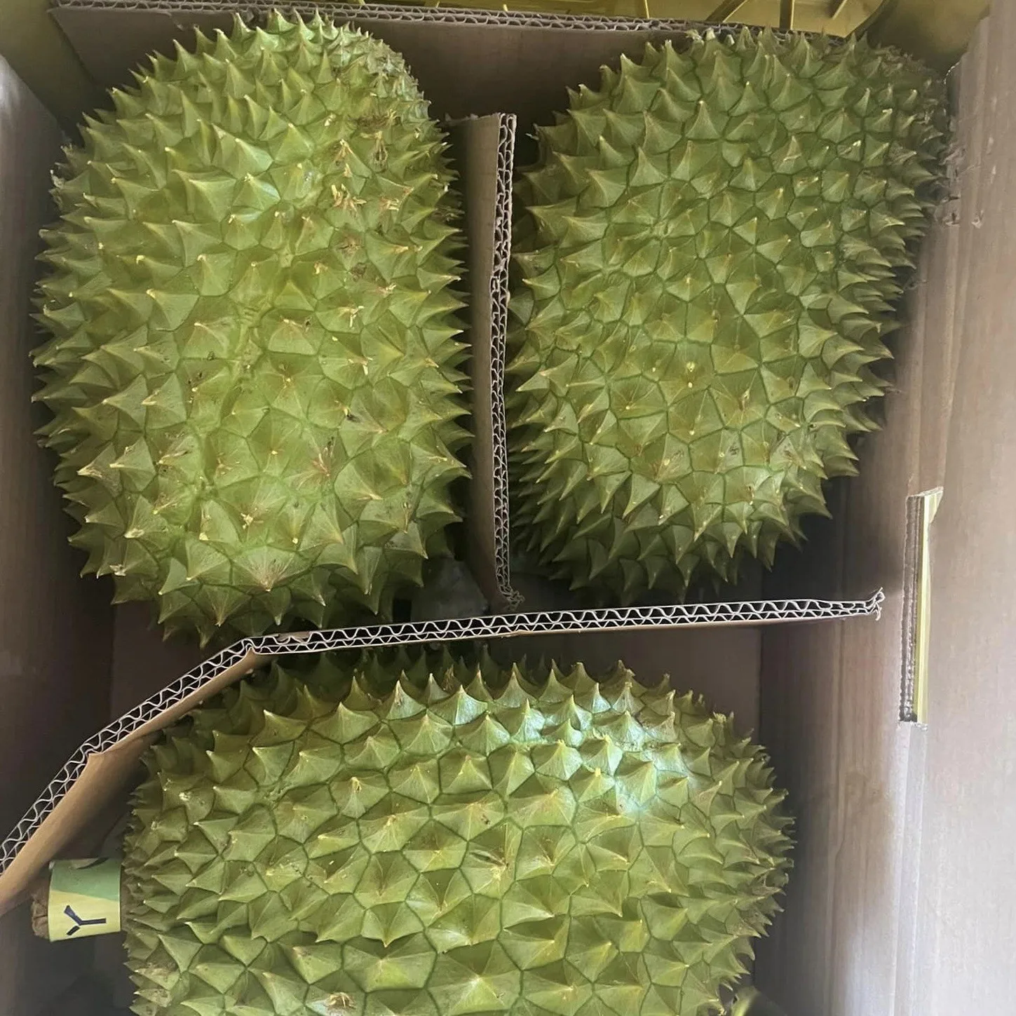 Vietnam Fresh Durian Type Monthong Ri6 Premium Quality Best Price