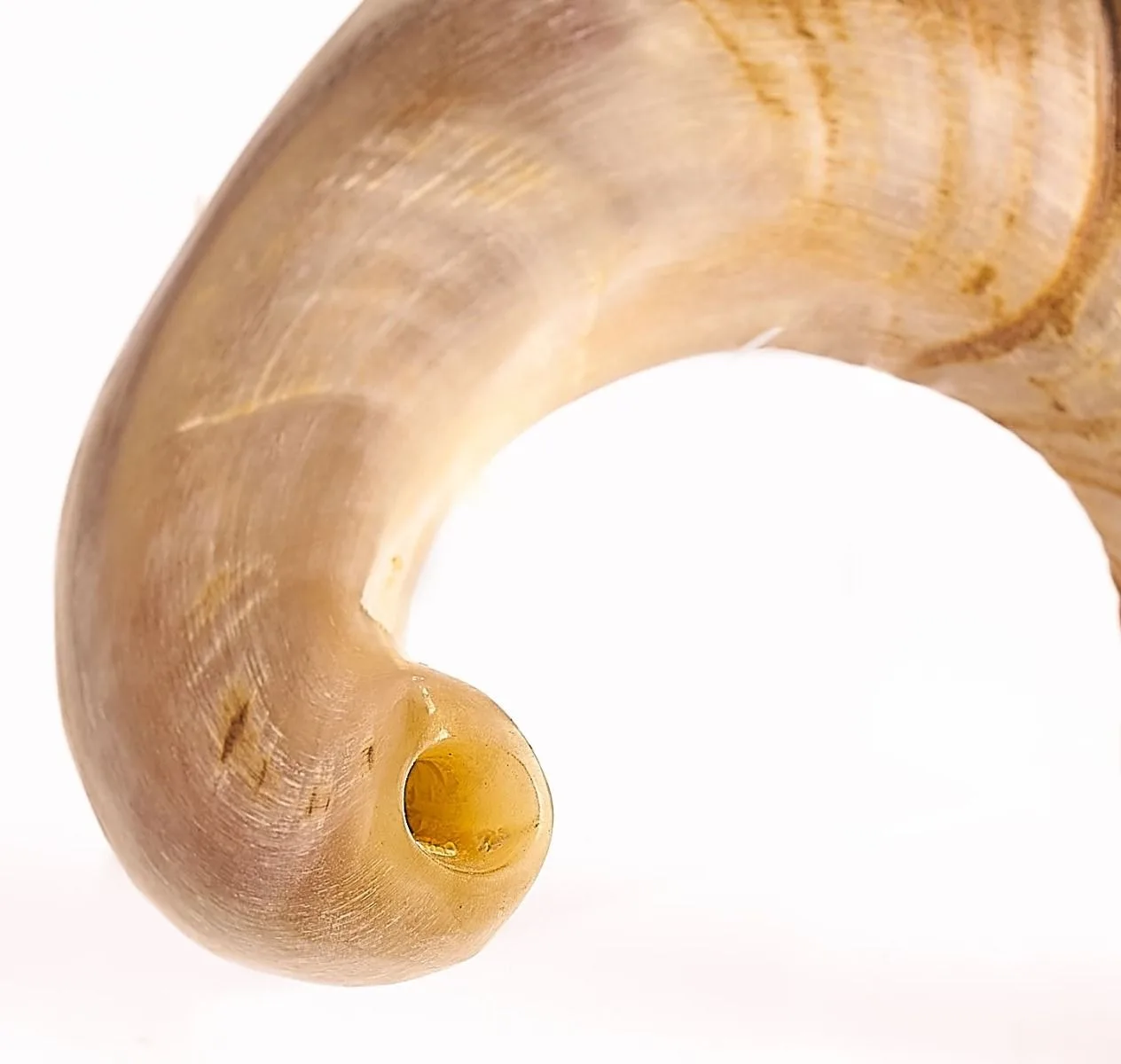 100% Natural Ram Sheep Shofar Horn  Medium Size Odorless, Half Polished  Perfect Jewish Gift for Men & Women  Musical Instrument