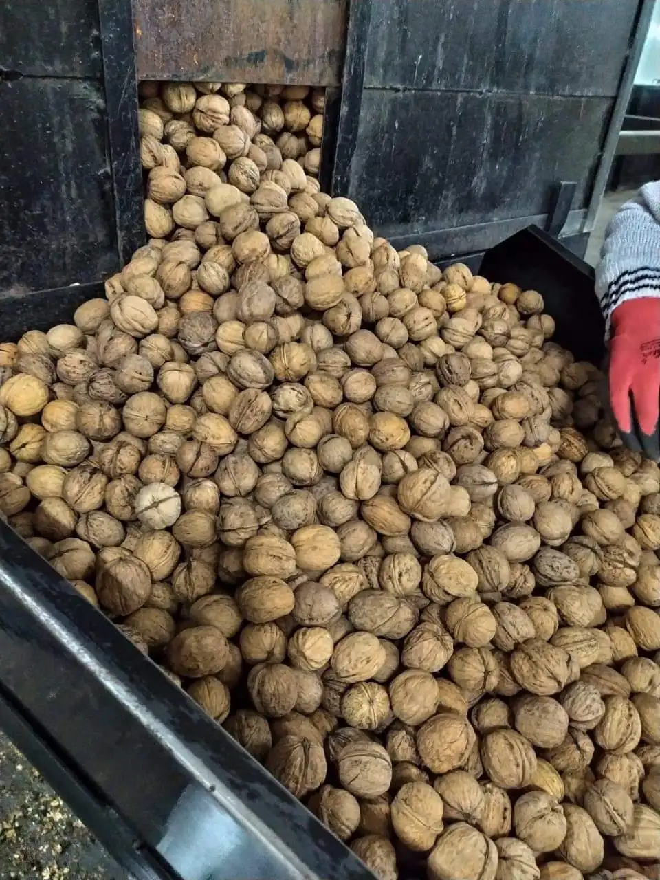 BEST QUALITY WALNUTS AND WALNUTS KERNEL READY FOR EXPORT