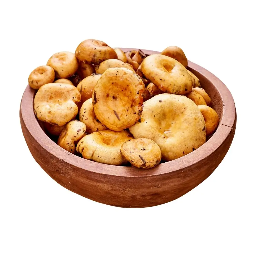 Mare Nostrum Delicious Lactarius Mushrooms - The Savory, Umami-Rich Mushroom Perfect for Any Meal Mediterranean Wild mushroom