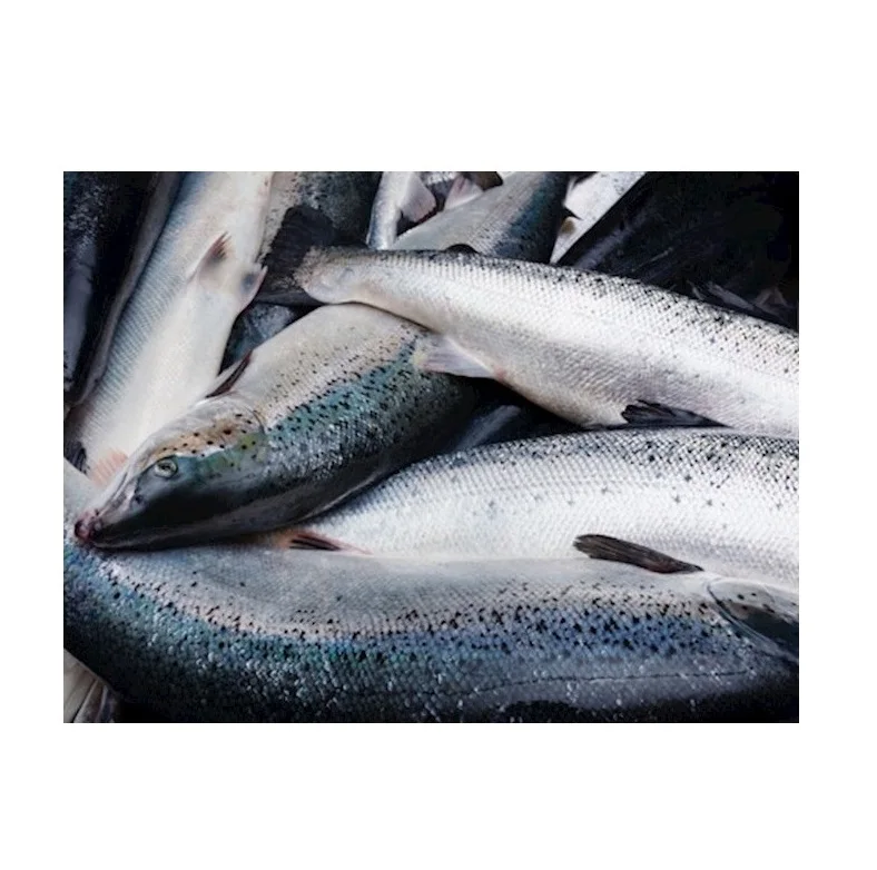 Wholesale Manufacturer and Supplier From Netherlands Fresh / Frozen Salmon Fish High Quality Cheap Price
