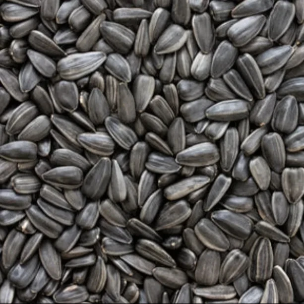 Premium Grade Quality Sunflower seed Beans