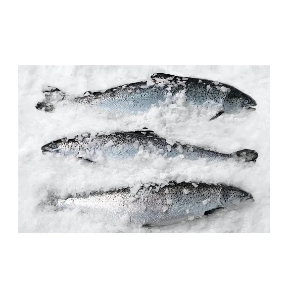 Wholesale Manufacturer and Supplier From Netherlands Fresh / Frozen Salmon Fish High Quality Cheap Price