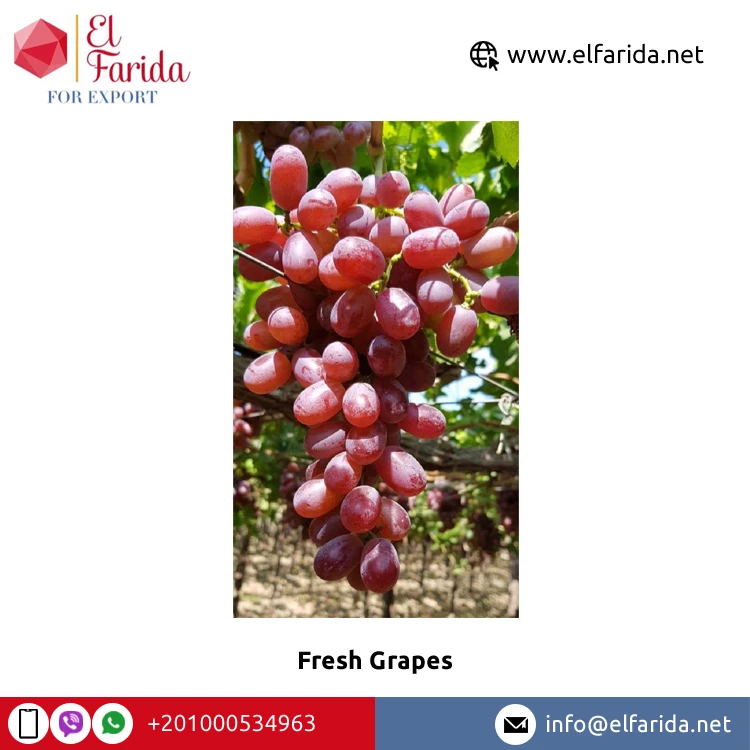 Best Quality New Fresh Green Grapes Crimson Seedless Fresh Fruit Grape for Export