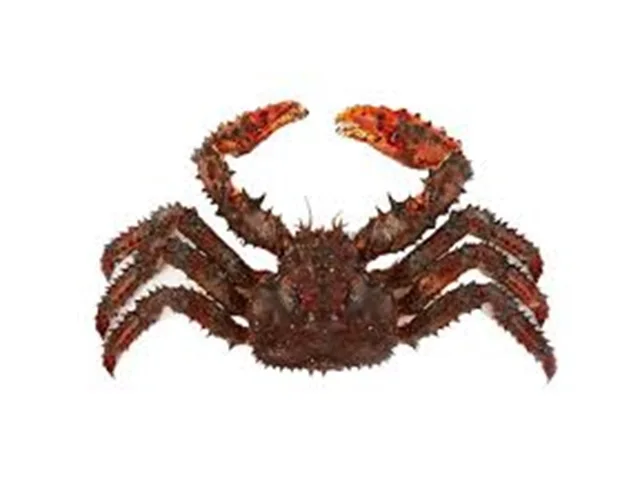Красный живой Краб оптом живые красные крабы готовы к экспорту