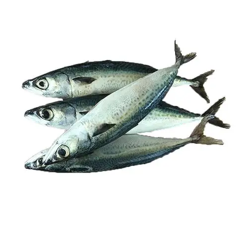 Frozen seafood pacific mackerel fish exporter from Norway an excellent source of protein, vitamins B2, B3, B6, and B12, and V D