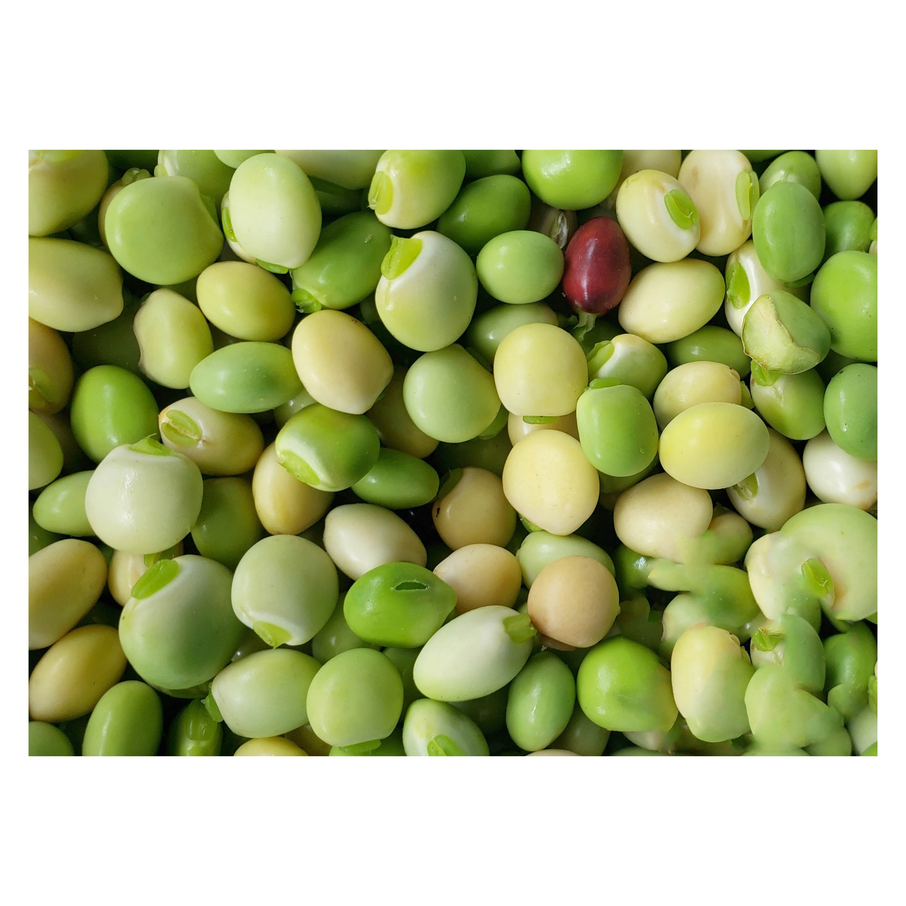 Non GMO Green Split Peas Green Pigeon Peas Split Green Tuar Dal Split Green Toor Dal