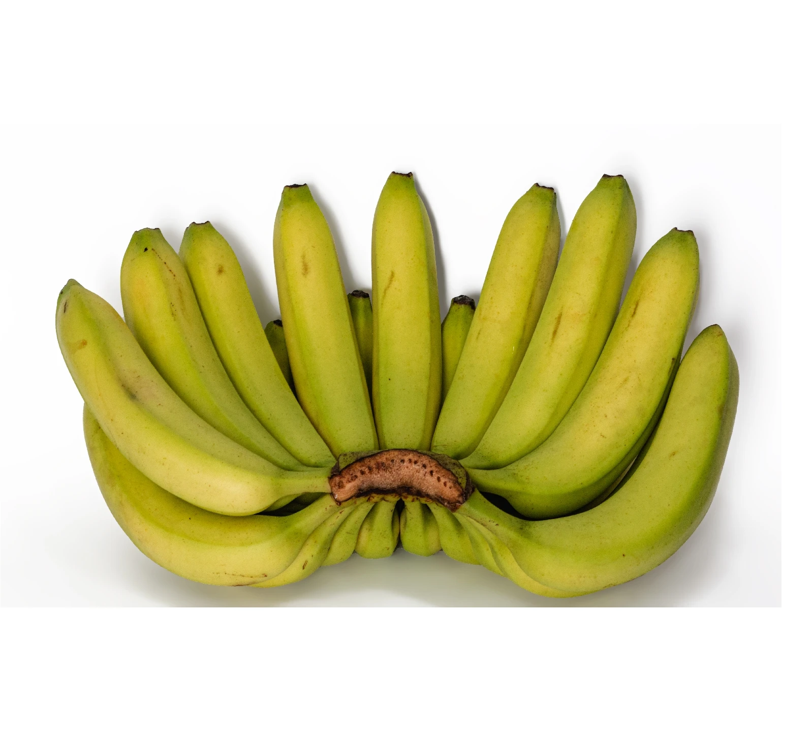 BANANAS from Unifarm Vietnam Yellow Green PREMIUM Tropical BANANA Style Cavendish