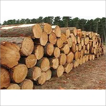 Excellent Quality Timber Pine Wood Logs
