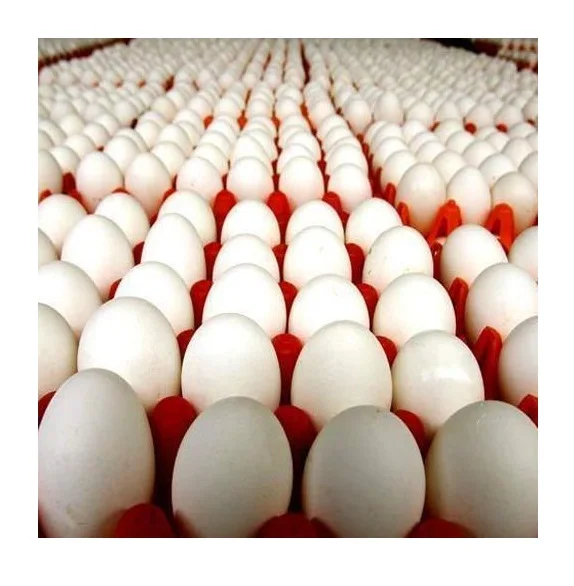 Ферма свежие куриные столовые яйца коричневая и белая скорлупа куриные яйца в Бельгии цвет полки происхождения