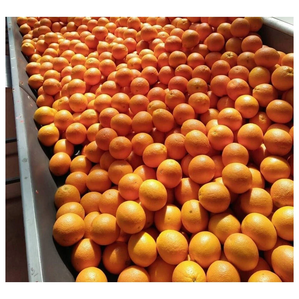 Highest grade sweet juicy fresh big fruit orange for sale Natural High Quality Sweet Fresh Citrus  Navel Orange