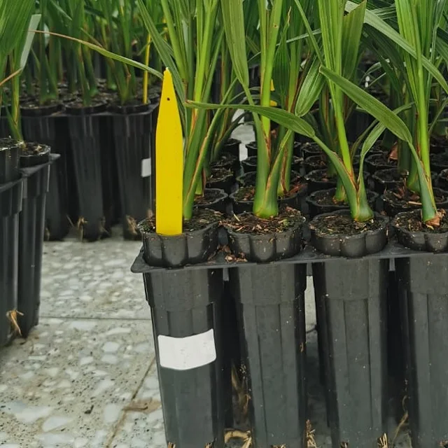Date Palm Tissue Culture Lab From India barhi Seedlings Phoenix dactylifera tissue culture Dates palms Development