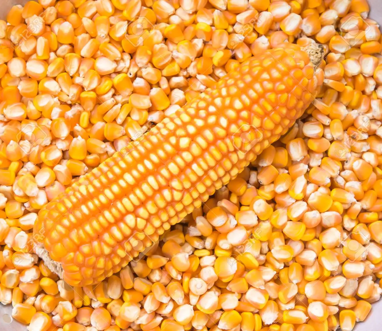 Кукуруза для продажи кукуруза кормления животных