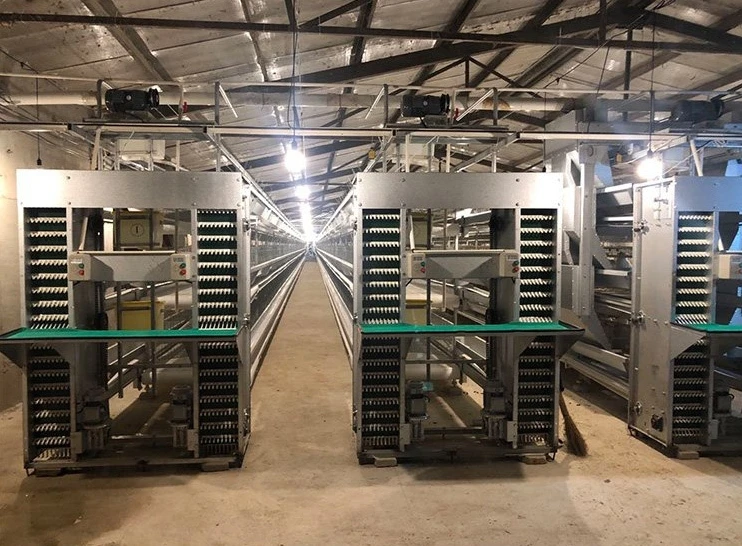 Modern H-Type Design Automatic Chicken Cages for Poultry Farms Steel Material Portable Animal Bird Houses New Used Condition