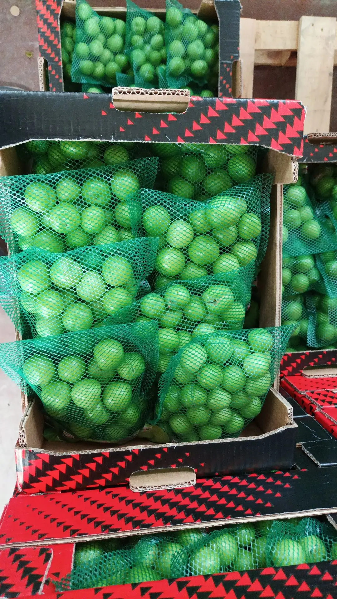 Wholesale Turkey Origin Fresh and Delicious Green Plums Agrowell TurkishGoods