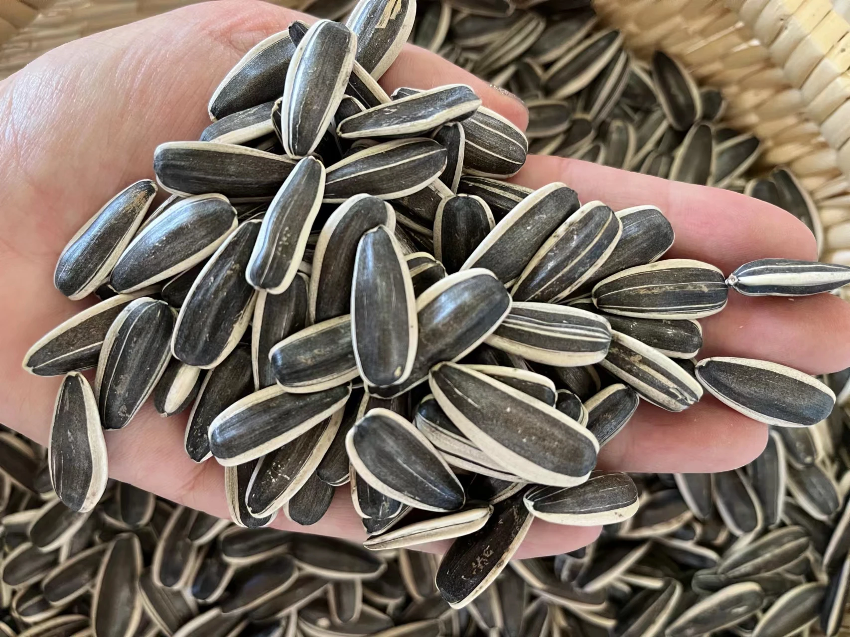 Organic White Sunflower Seeds Raw Dry Dried Style Best Snack Food at an Inexpensive Price Bulk Packed for Agriculture Use