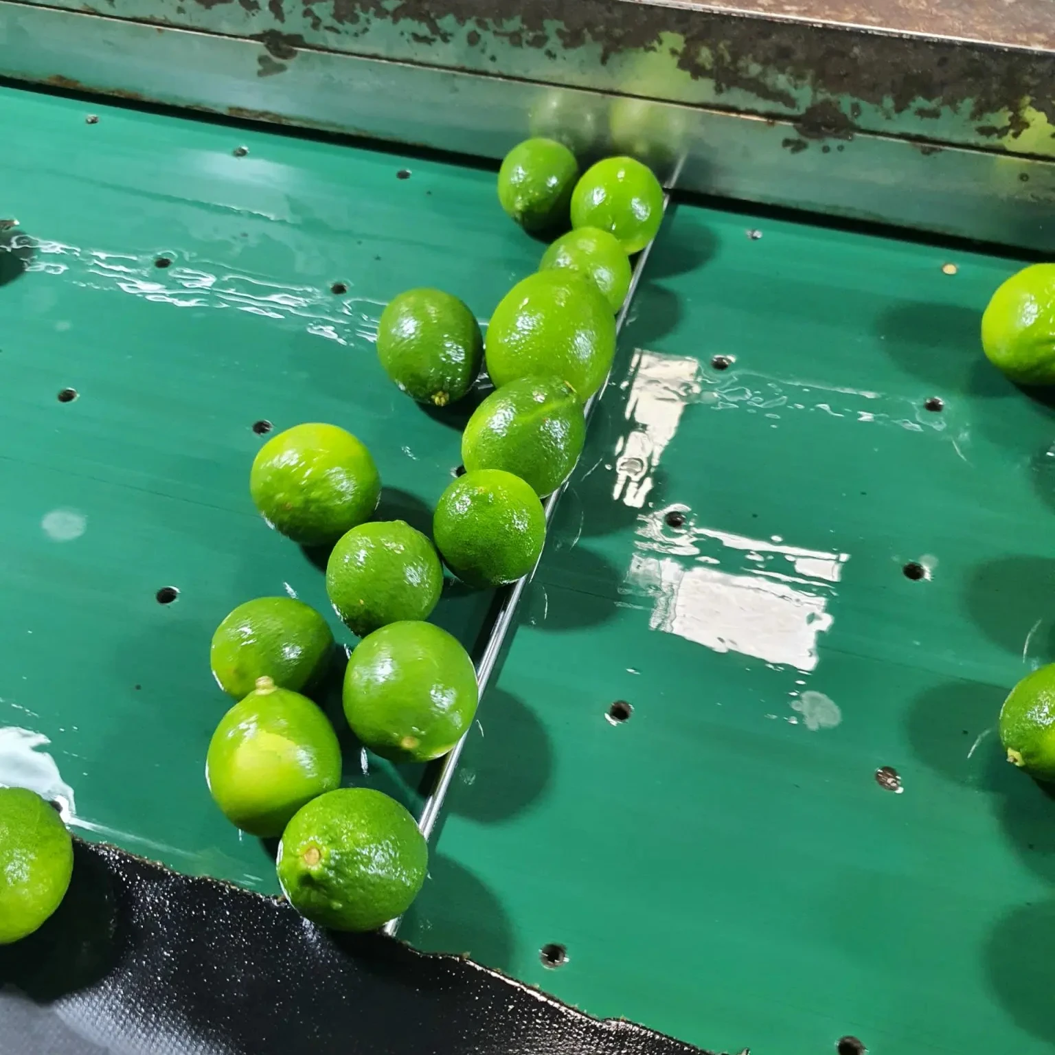 Citrus Fruit Vietnam Fresh Seedless Lime - High Quality Lime - Top Quality Product Export from Vietnam