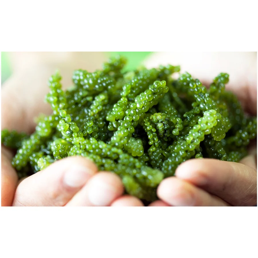 Sea Grape Caulerpa Lentillifera: A Superfood from the Sea That Can Transform Your Health