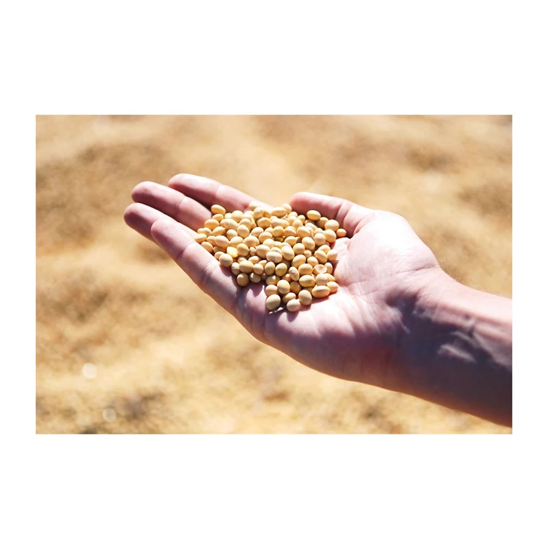 Лучшее качество Non GMO поставщик сои