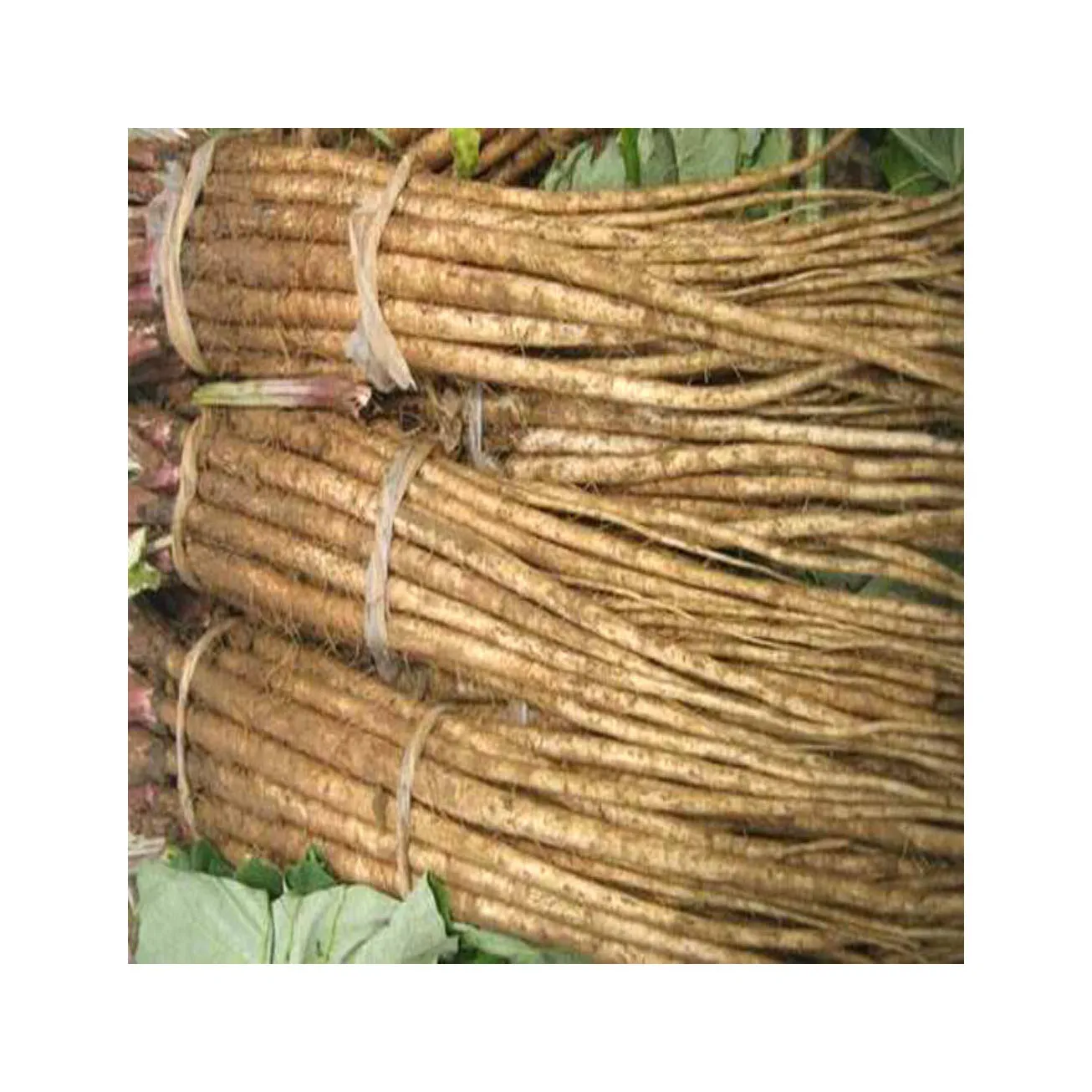 Fresh Burdock Golden Burdock and fresh Burdock