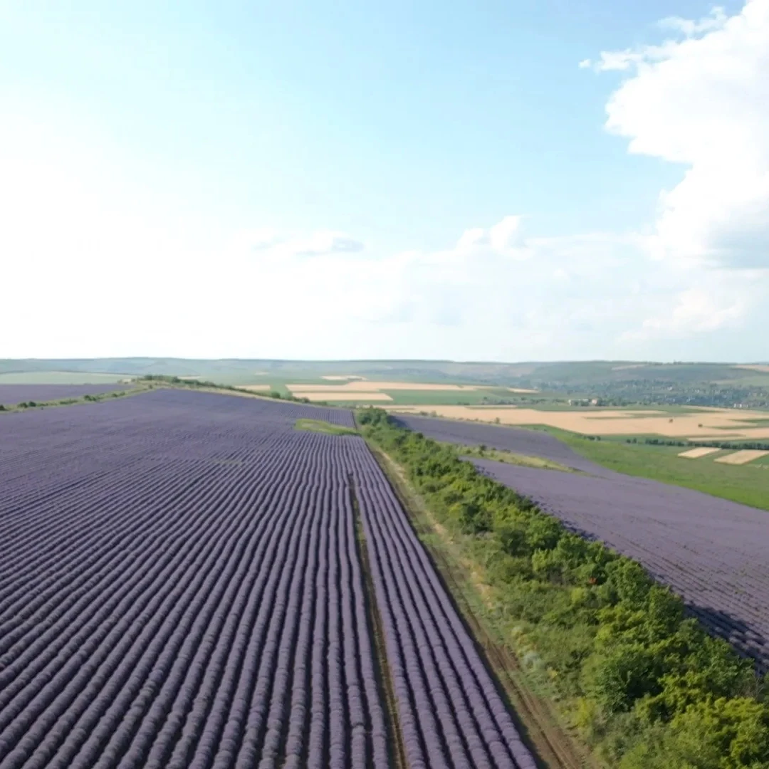 Customized Packaging Premium Body Whitening Oil Lavender Essential Oil Massage Oil