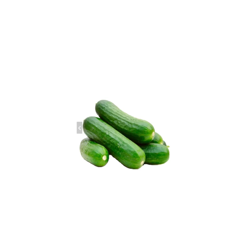 High Quality 100% Natural Products Fresh Food Grade Green Cucumber for Export 2023