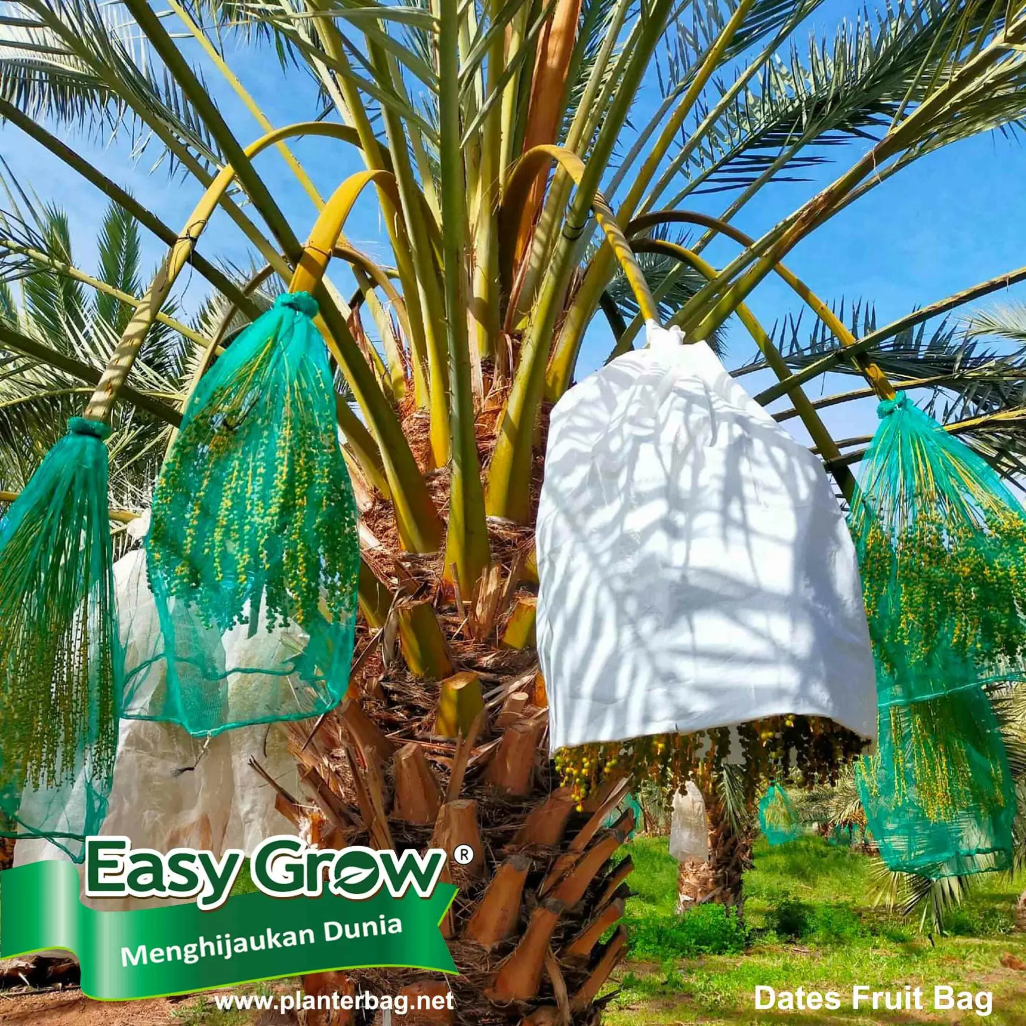 Dates Fruit Bag Fruits cover Good Quality PP Non Woven fabric Anti UV additives Protect plants customized fruit cover net