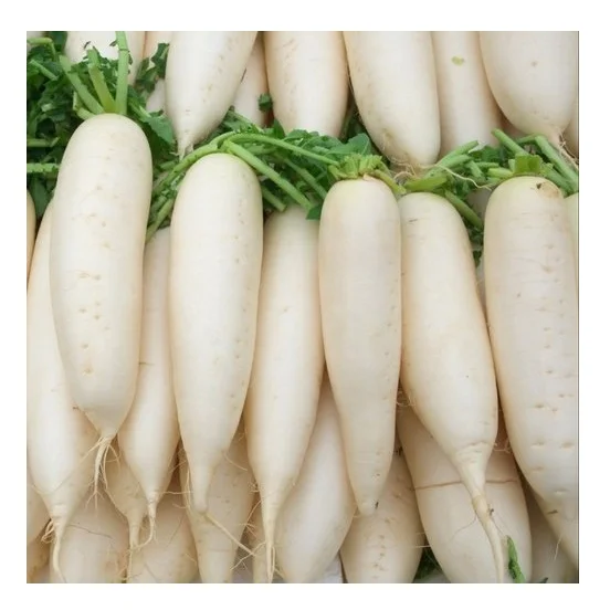 Cheapest Price Supplier Bulk Fresh Vegetables Radish With Fast Delivery