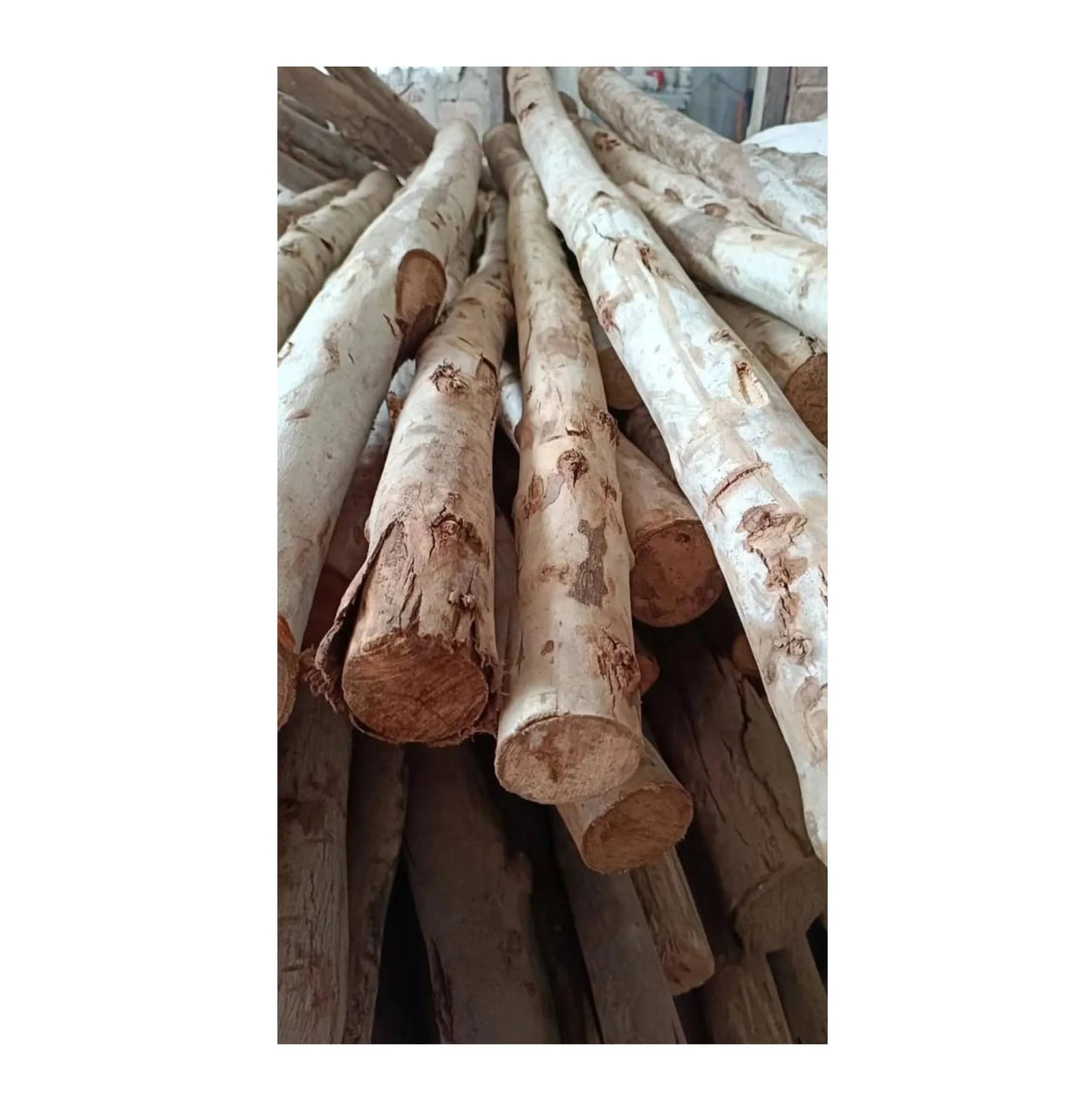 Оптовая продажа древесных бревен эвкалипта глобальная доставка