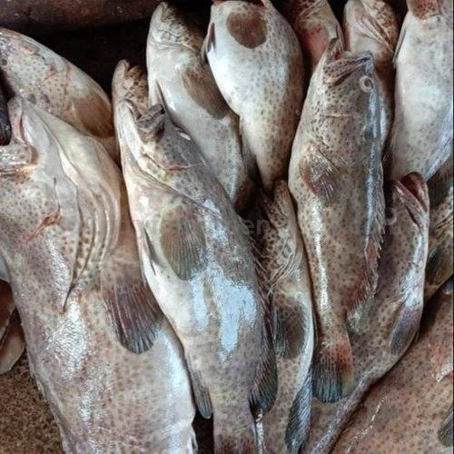 Premium Quality Hot Selling Bulk Supply Natural Clean Delicious Seafood Frozen Red Grouper Fish for Bulk Buyers