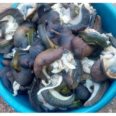 Fresh African Giant Snails/Frozen,Dried & Alive Snails