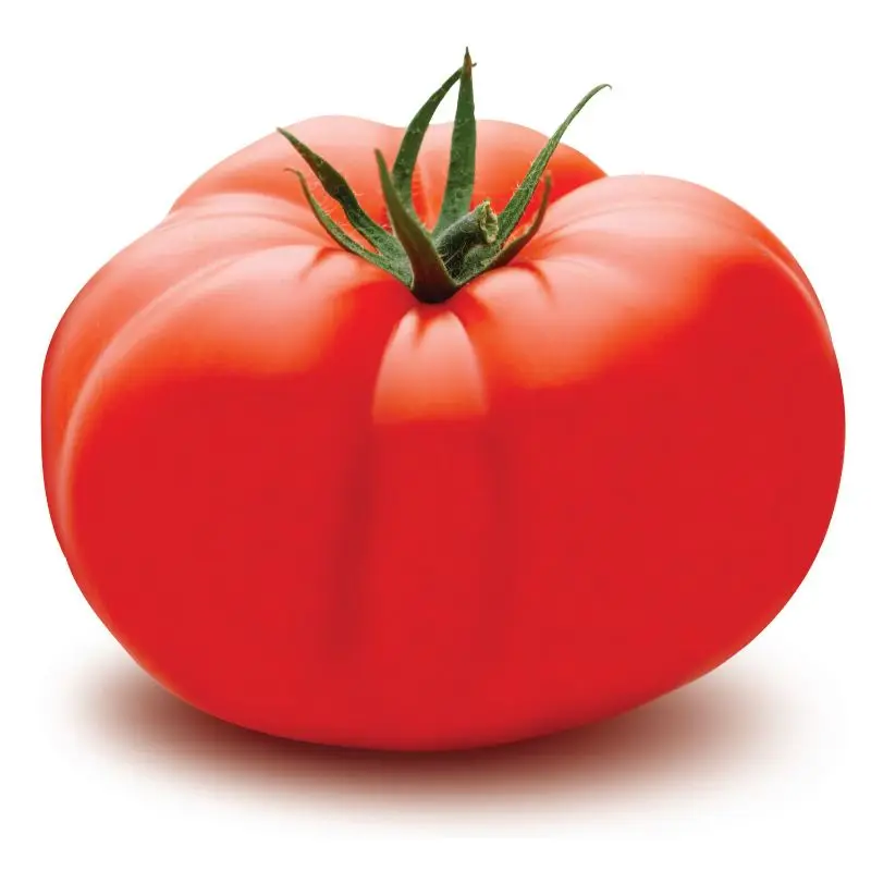MN GLOBAL fresh vegetable  sale for tomato export in can packing