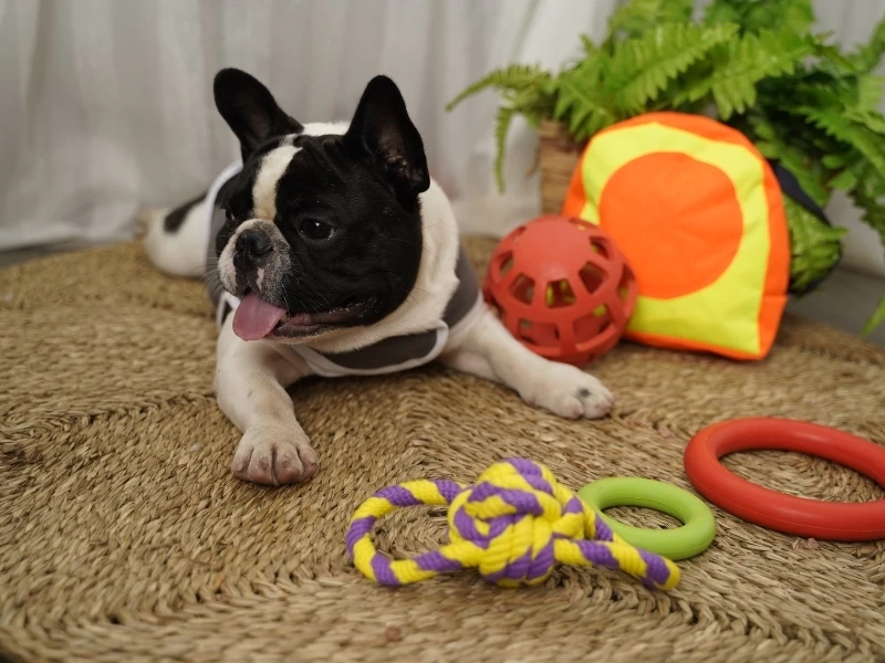 Manufacturer Cheap Price Pet Bag Cute Walking Training Dog Backpack Zippered Dog Bag Pet Apparel & Accessories Fashion Traveling