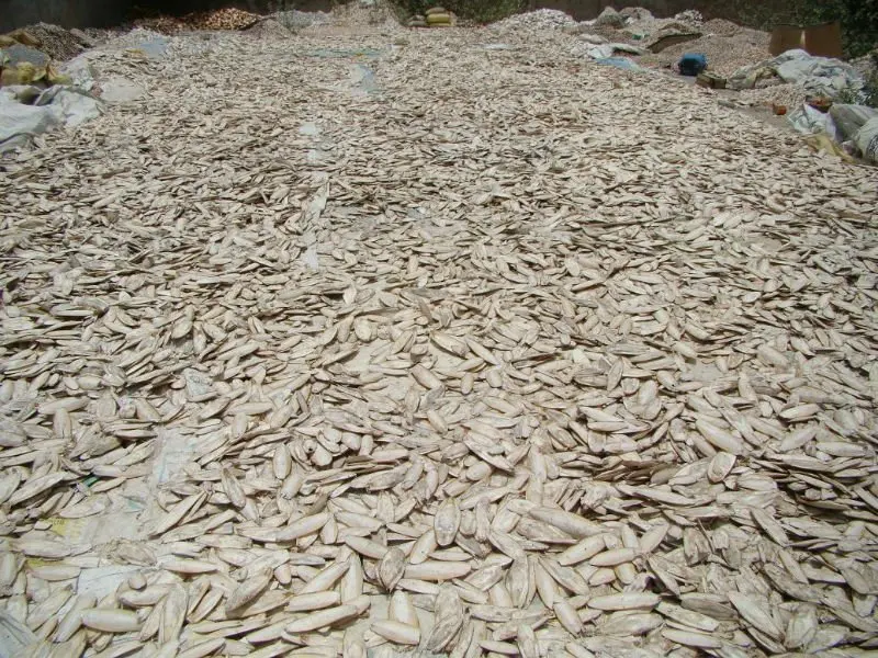 High Quality Dry Cuttlefish Bone 100% Natural Cuttlefish Bone from Vietnam