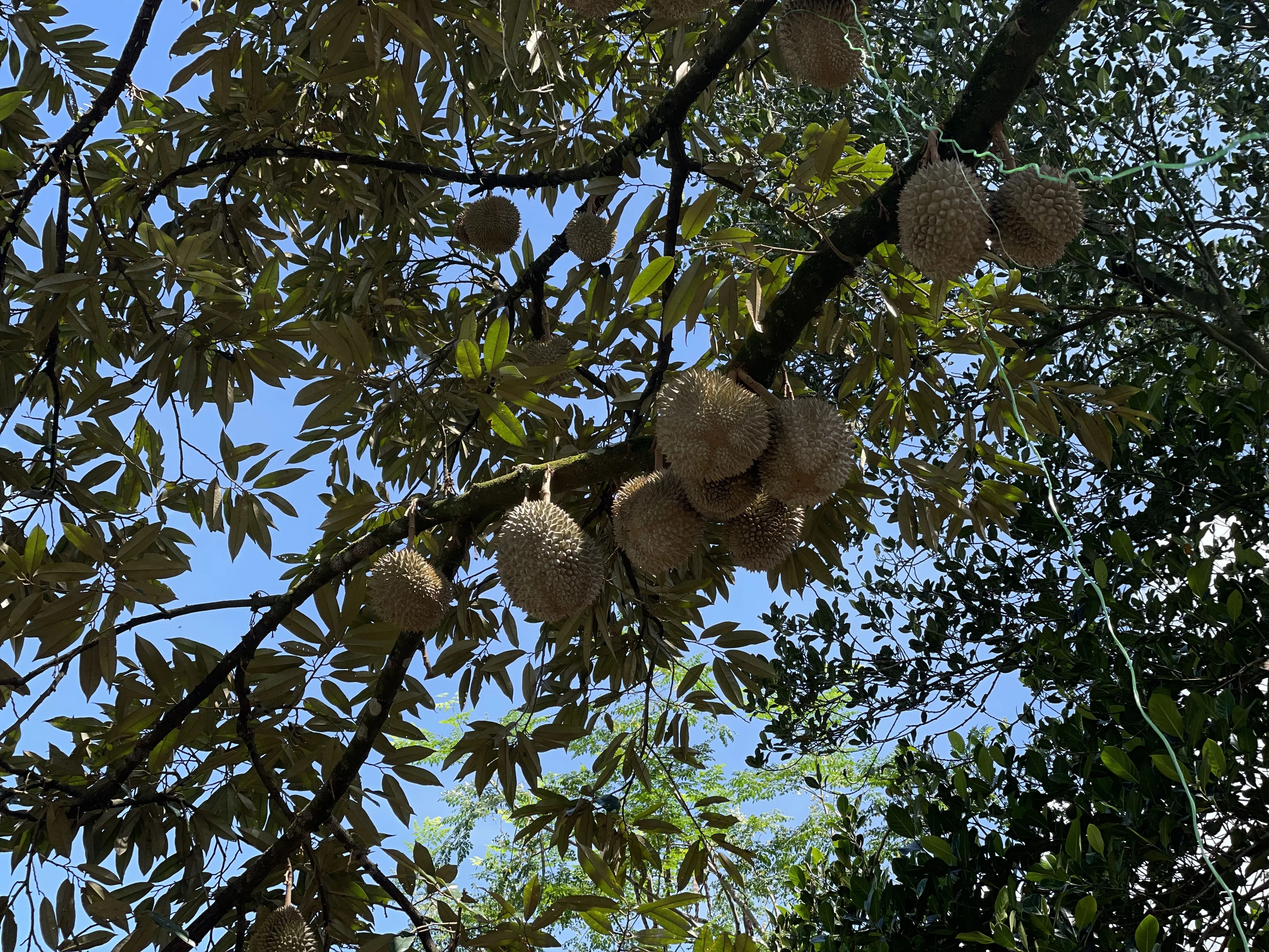 Hot Selling Grade A Super Fresh Frozen Musang King Durian Whole Fruit For Export Malaysia Musang King IQF Durian Tropical Fruits