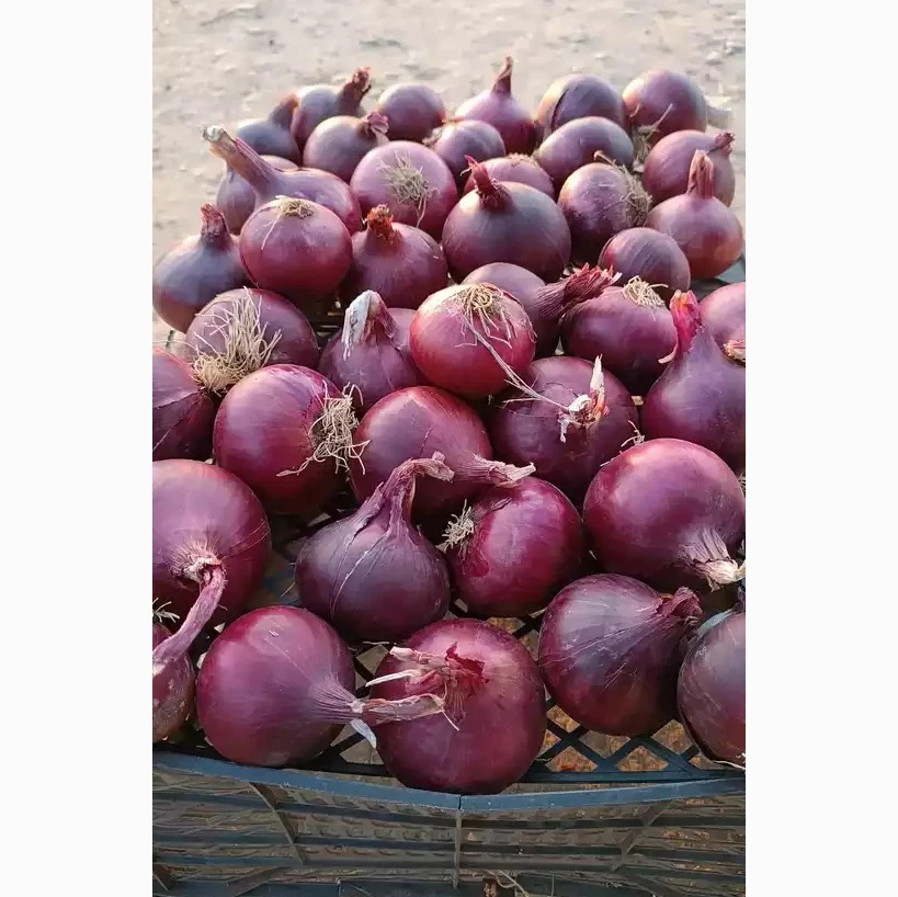 Yellow & red onion high quality best price for your need from Egyp