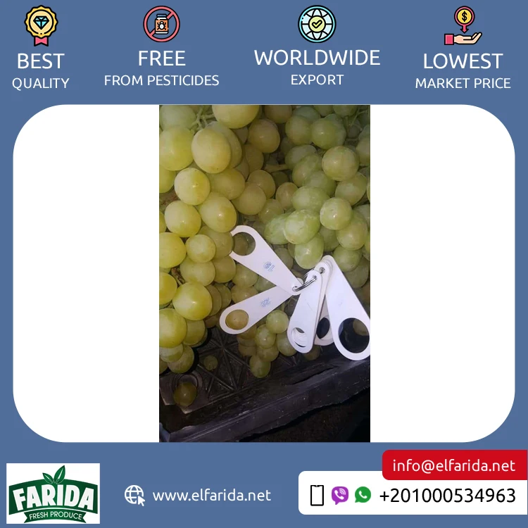 2024 Top Selling Excellent Quality Delicious and Sweet Taste Fresh Green Grapes Crimson Seedless Fresh Fruit Grape for Sale