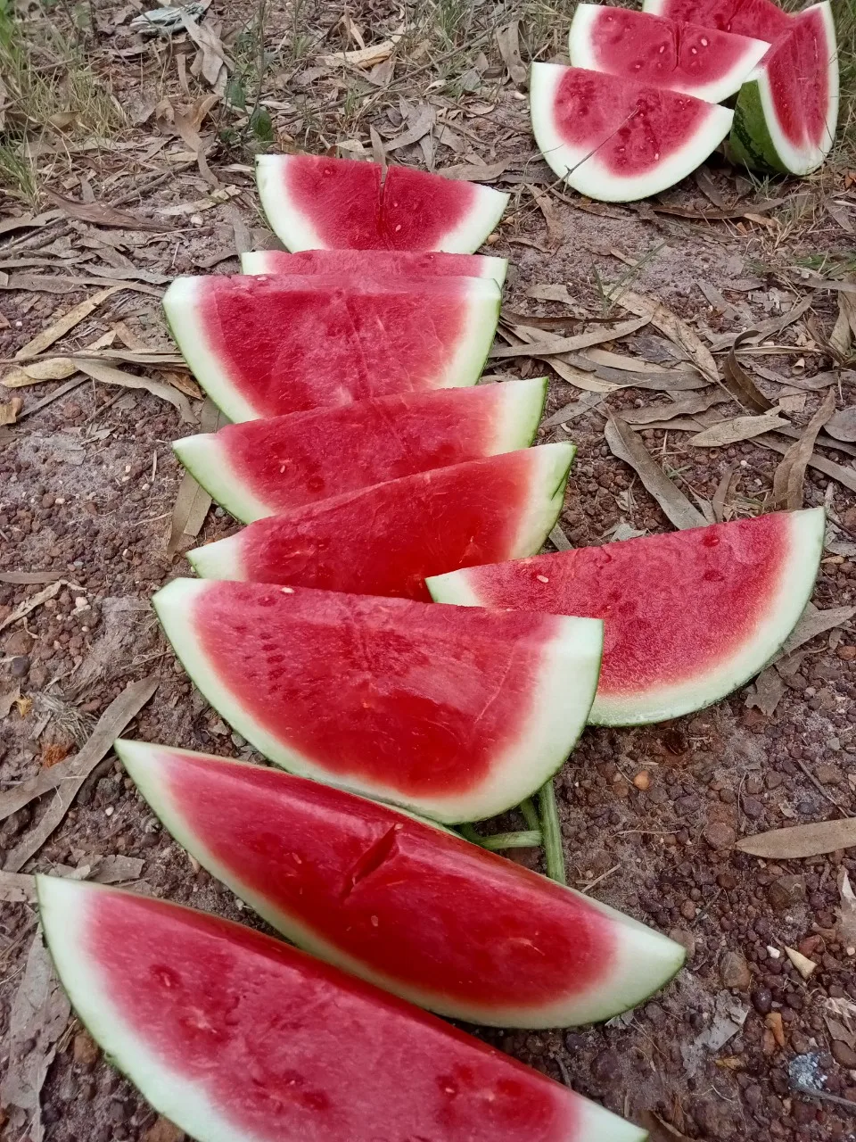 Watermelon Fresh Watermelon vietnam Water Style Organic Weight Origin Type Size Grade Express Product ISO Place Melon PORT