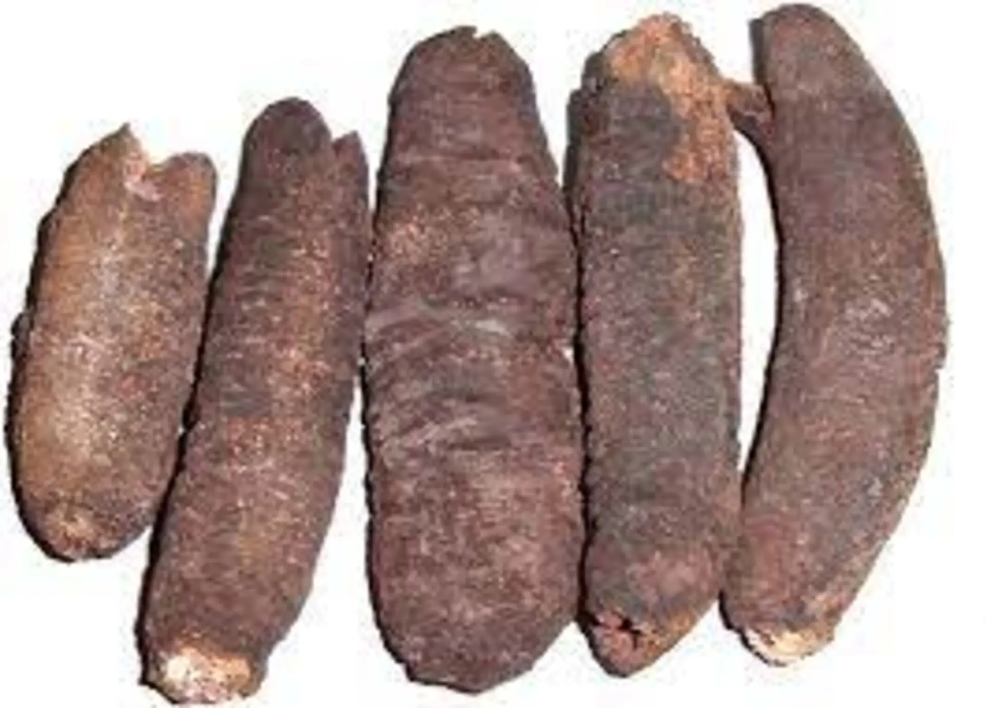 Alaska Wild Caught Sun Dried Red Sea Cucumber Medium Size (1 LB) / Dried Sea Cucumber (Liao Cen)
