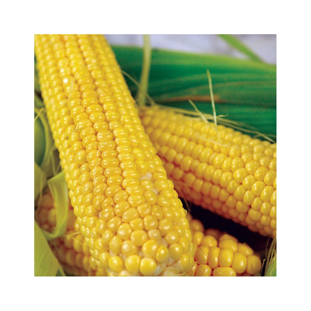 Natural enriched grains high quality Corn for organic essential oils best selling product 2022 wholesale